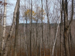 Ridgeline through the trees